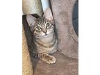 Geronimo, Domestic Shorthair For Adoption In Garden City, Michigan