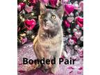 Skylar, Domestic Shorthair For Adoption In Columbia, South Carolina