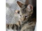 Debbie, Domestic Shorthair For Adoption In Columbia, South Carolina