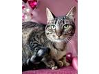 Evie, Domestic Shorthair For Adoption In Columbia, South Carolina