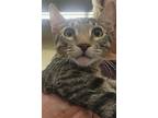 Chambray, Domestic Shorthair For Adoption In Pineville, Louisiana