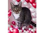 Puff, Domestic Shorthair For Adoption In Columbia, South Carolina