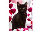 Nathan, Domestic Shorthair For Adoption In Columbia, South Carolina