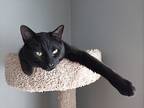 Inky, Domestic Shorthair For Adoption In Garden City, Michigan