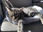 Mama Sweetness, Domestic Shorthair For Adoption In Vacaville, California