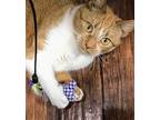 Ginger, Domestic Shorthair For Adoption In Garden City, Michigan