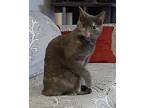 Brittany, Domestic Shorthair For Adoption In Garden City, Michigan
