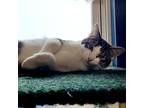 Tate, Domestic Shorthair For Adoption In Garden City, Michigan