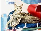 Tootsie, Calico For Adoption In Cleveland, Georgia