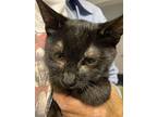 Tara, Domestic Shorthair For Adoption In Garden City, Michigan