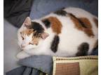 Haven, Domestic Shorthair For Adoption In Westfield, Wisconsin