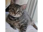 Yoda, Domestic Shorthair For Adoption In Columbia, South Carolina