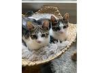 Haven And Daisy, Domestic Shorthair For Adoption In Alameda, California