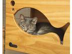 Hailey, Domestic Shorthair For Adoption In Westfield, Wisconsin