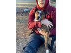 Dennis, Labrador Retriever For Adoption In Darlington, South Carolina