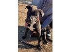 Reva, Labrador Retriever For Adoption In Darlington, South Carolina