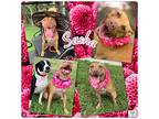 Sasha, American Pit Bull Terrier For Adoption In Loxahatchee, Florida