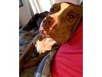 Rocky, American Staffordshire Terrier For Adoption In Columbia, South Carolina