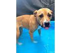 Aubrey, American Staffordshire Terrier For Adoption In Columbia, South Carolina