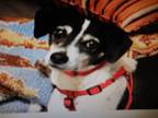 Max, Rat Terrier For Adoption In Egg Harbor City, New Jersey