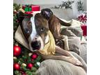 Harry, American Staffordshire Terrier For Adoption In Columbia, South Carolina