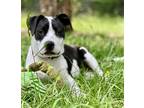 Lola, American Staffordshire Terrier For Adoption In Columbia, South Carolina