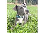 Niah, American Staffordshire Terrier For Adoption In Loxahatchee, Florida