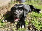 Sachi, Labrador Retriever For Adoption In Columbia, South Carolina