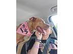 Shelly, American Staffordshire Terrier For Adoption In Darlington