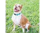 Tandy, American Pit Bull Terrier For Adoption In West Palm Beach, Florida