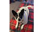 Missy, Jack Russell Terrier For Adoption In Springfield, Virginia