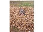 Frannie, American Staffordshire Terrier For Adoption In Garden City, Michigan