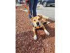 Thor, American Staffordshire Terrier For Adoption In Darlington, South Carolina