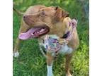 Farrah, American Staffordshire Terrier For Adoption In Darlington