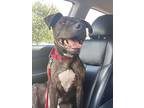 Tabor, American Pit Bull Terrier For Adoption In Darlington, South Carolina