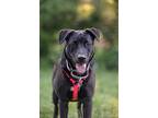 Pammy, Labrador Retriever For Adoption In Shakopee, Minnesota