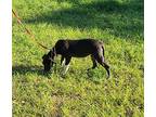 Oakley, Labrador Retriever For Adoption In Sheridan, Texas