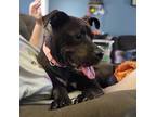 Arya, American Staffordshire Terrier For Adoption In Darlington, South Carolina