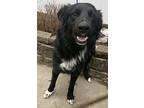 Twilite Monarch House Trained & Great With Kids!, Flat-coated Retriever For