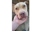 Bobo, American Staffordshire Terrier For Adoption In Darlington, South Carolina