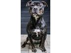 Hero Obedience & House Trained!, American Pit Bull Terrier For Adoption In