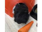 Fabio, Guinea Pig For Adoption In Kingston, Ontario