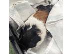 Timon, Guinea Pig For Adoption In Kingston, Ontario