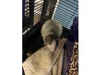 Dumbo, Rat For Adoption In Kingston, Ontario