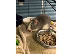 Remy, Rat For Adoption In Kingston, Ontario
