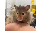 Circe, Hamster For Adoption In Kingston, Ontario