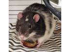 Roll, Rat For Adoption In Kingston, Ontario