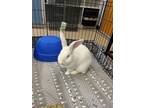 Bun Bun, New Zealand For Adoption In Kingston, Ontario