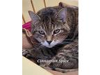 Cinnamon Spice, Domestic Shorthair For Adoption In Cedar Rapids, Iowa