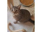 Xian, Domestic Shorthair For Adoption In Fremont, Ohio